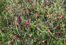 Eosta expands organic cranberry program bringing festive fruit without the environmental cost organic cranberry program