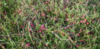 Eosta expands organic cranberry program bringing festive fruit without the environmental cost organic cranberry program