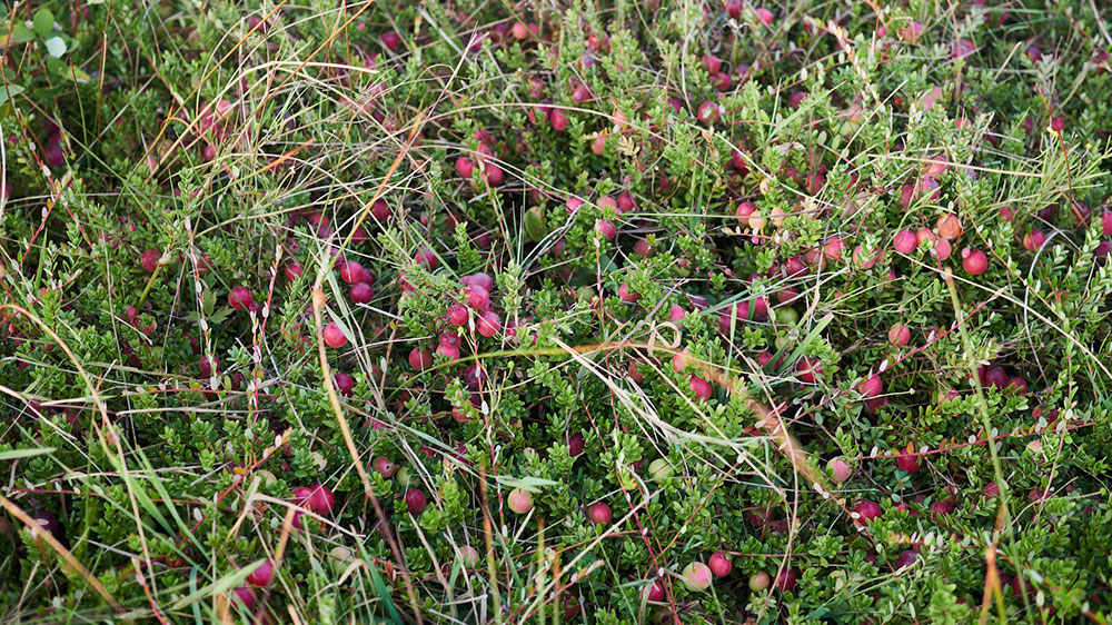 organic cranberry program