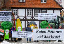 Patent on maize with native traits upheld: Precedent case shows new rule does not solve problems Patent on maize