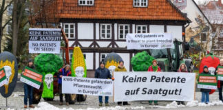 Patent on maize with native traits upheld: Precedent case shows new rule does not solve problems Patent on maize