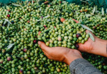 La producción ecológica bate un récord de exportaciones, con un saldo de 3.102 millones de euros en 2024, y consolida su liderazgo europeo