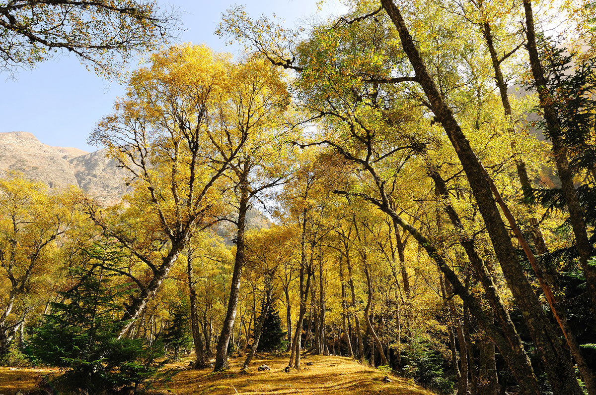 ©Generalitat de Catalunya. La creació de paisatges agroforestals més resilients es destaca com un àmbit clau per impulsar la bioeconomia a Catalunya.