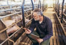 Antibiòtics i hormones en aliments d’origen animal Antibióticos y hormonas en alimentos de origen animal
