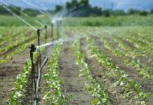 El impacto oculto del agua: nitratos y pesticidas en el plato sin saberlo El impacto oculto del agua: nitratos y pesticidas