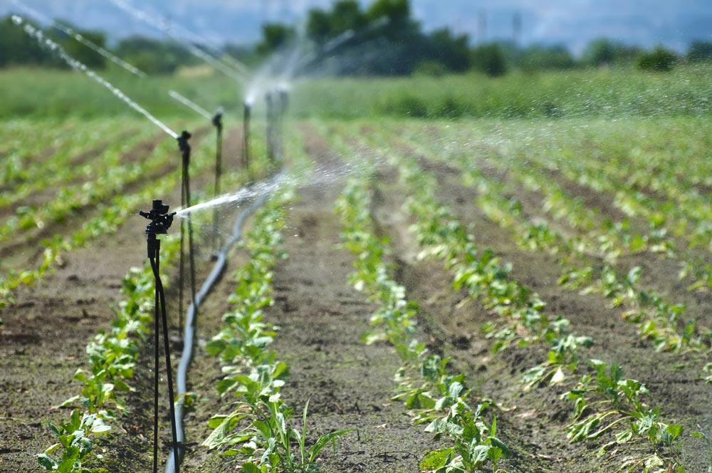 El impacto oculto del agua: nitratos y pesticidas