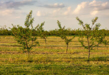 IFOAM Organics Europe welcomes the EU RoadMap and proposal on the Organic Regulation IFOAM Organics Europe welcomes the European Commission’s Roadmap
