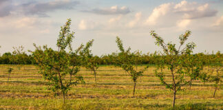 IFOAM Organics Europe welcomes the EU RoadMap and proposal on the Organic Regulation IFOAM Organics Europe welcomes the European Commission’s Roadmap