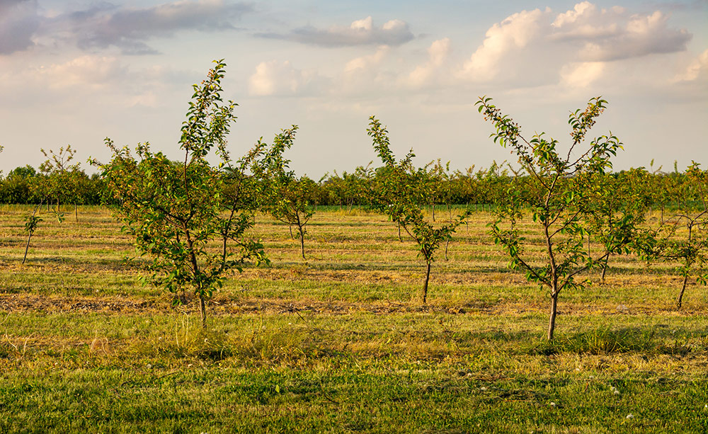 IFOAM Organics Europe welcomes the European Commission’s Roadmap