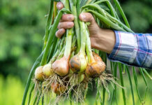 IFOAM Organics Europe welcomes the European Commission’s proposal for a targeted amendment of the Organic Regulation (EU) 2018/848 Organic Regulation