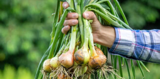 IFOAM Organics Europe welcomes the European Commission’s proposal for a targeted amendment of the Organic Regulation (EU) 2018/848 Organic Regulation