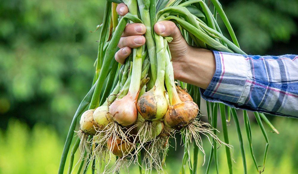 Organic Regulation