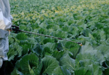 Tòxics il·limitats a la UE? La proposta d’òmnibus alimentari que intenta protegir l’ús de plaguicides ómnibus alimentario