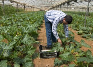 Aliments ecològics i densitat nutricional Alimentos ecológicos y densidad nutricional