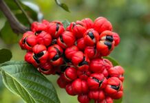 Guarana: Benefits, Caffeine Content, Uses and Side Effects Guarana