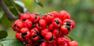 Guarana: Benefits, Caffeine Content, Uses and Side Effects Guarana
