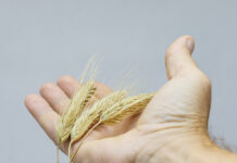 European organics: equivalence, simplification, and pesticides, three open fronts in the EU debate European Organics