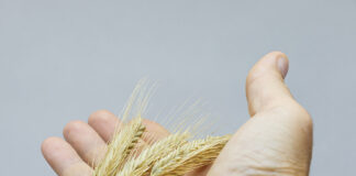 European organics: equivalence, simplification, and pesticides, three open fronts in the EU debate European Organics
