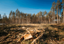 El nuevo horizonte de la sostenibilidad en la UE: la garantía de la certificación de Fairtrade Deforestación