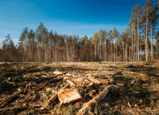 El nuevo horizonte de la sostenibilidad en la UE: la garantía de la certificación de Fairtrade Deforestación