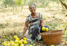 IPD: organic sourcing for development IPD