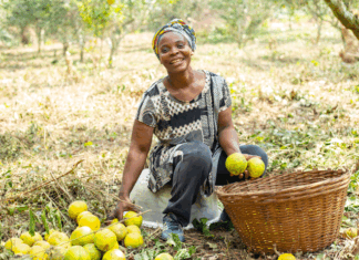 IPD: organic sourcing for development IPD