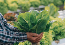 BIOFACH 2026: Organic farming to remain a flagship pillar of the European Common Agricultural Policy Organic farming cap