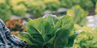 BIOFACH 2026: Organic farming to remain a flagship pillar of the European Common Agricultural Policy Organic farming cap