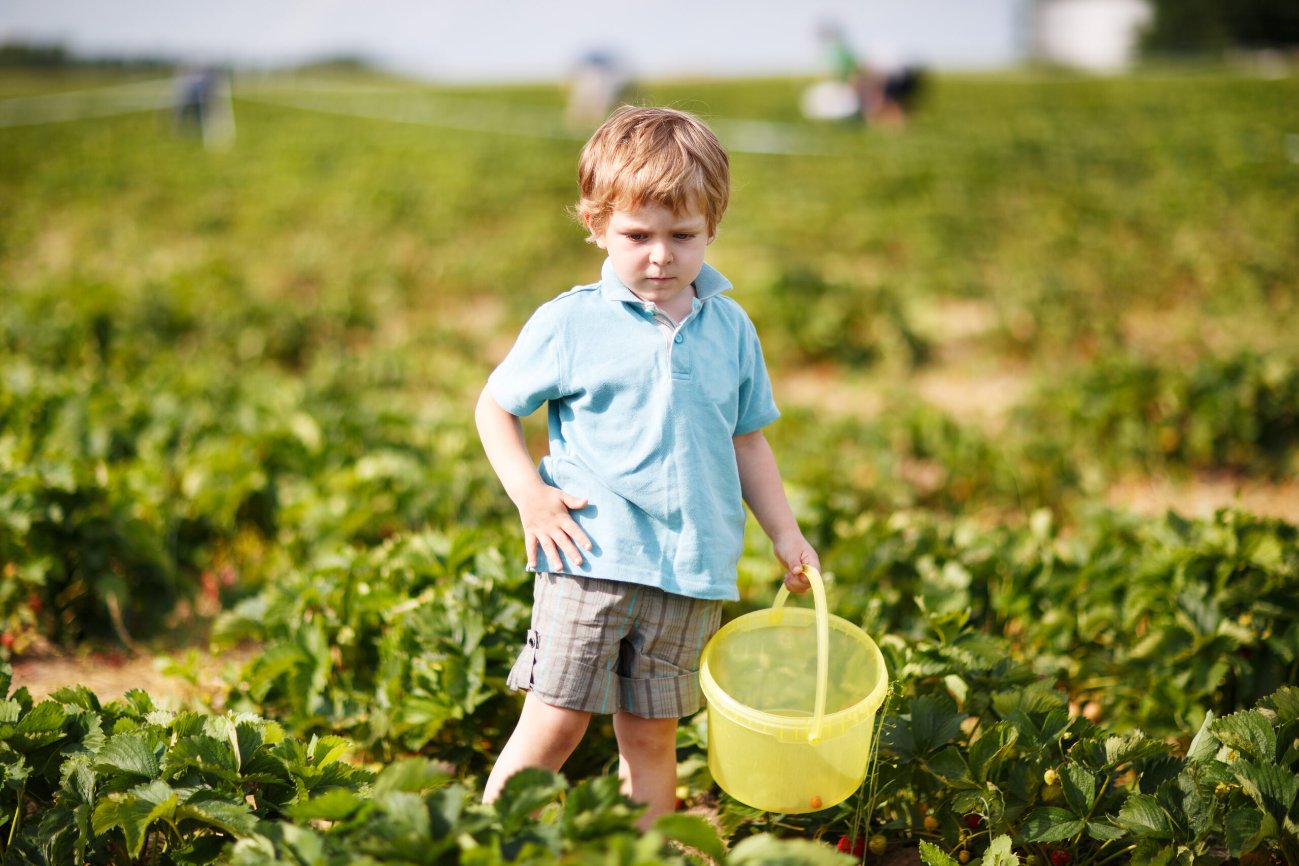 Happy little toddler boy on pick a berry farm picking strawberries