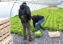 El reposo necesario de la huerta Reposo huerta