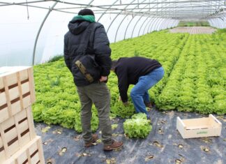 El reposo necesario de la huerta Reposo huerta