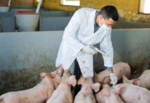 Producció i consum de carn i evolució del model alimentari