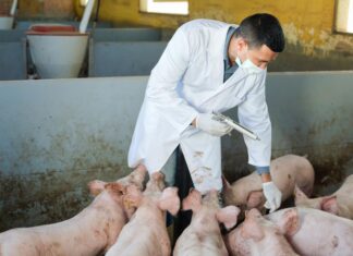 Producció i consum de carn i evolució del model alimentari