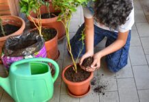 Soberanía alimentaria también en casa soberanía