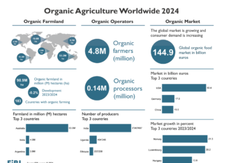 El mercado ecológico mundial alcanza un máximo histórico en 2024: la superficie agrícola se mantiene estable en 99 millones de hectáreas Global Organic Market