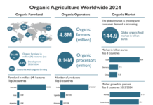 El mercat ecològic mundial assoleix un màxim històric el 2024: la superfície agrícola es manté estable a 99 milions d’hectàrees Global Organic Market