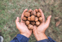 Euro Company: valores, cadena de suministro y visión global como protagonistas en su trayectoria de crecimiento internacional Euro-Company_Walnuts