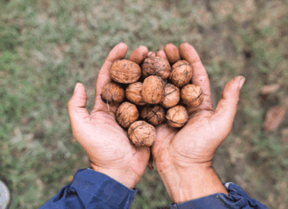 Euro Company: valores, cadena de suministro y visión global como protagonistas en su trayectoria de crecimiento internacional Euro-Company_Walnuts