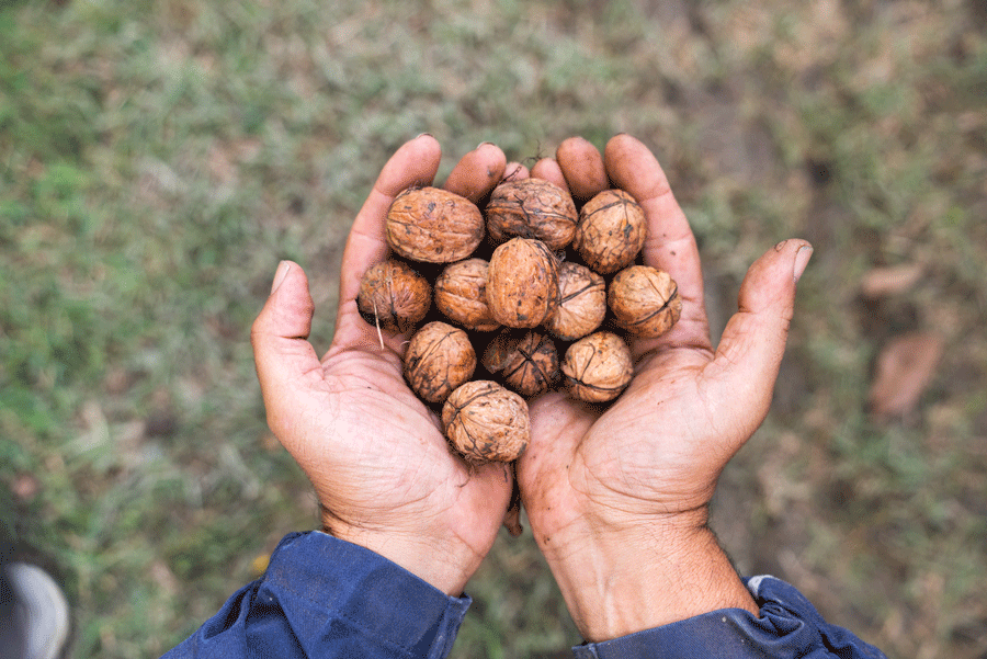 Euro-Company_Walnuts