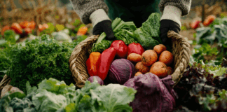 Organic and biodynamic sectors call on EU Ministers to safeguard conservation and local varieties in the final PRM Regulation IFOAM-EUROPE