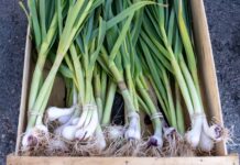 Los ajos tiernos: el sabor de la primavera que nace en el huerto ajos tiernos