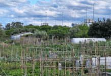 Cuando el aire se come la cosecha: contaminantes atmosféricos y agricultura Parque-agrario-del-Llobregat-en-Sant-Joan-Despí