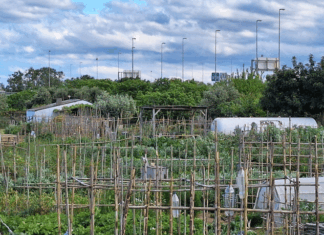 Quan l’aire es menja la collita: contaminants atmosfèrics i agricultura Parque-agrario-del-Llobregat-en-Sant-Joan-Despí