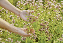 Uso oral del aceite esencial de orégano: ¿qué es importante saber? aceite-de-orégano