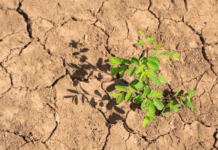 Alimentos bajo presión: Tuttofood presenta su «Manifiesto Alimentario» al Parlamento Europeo cambio-climático