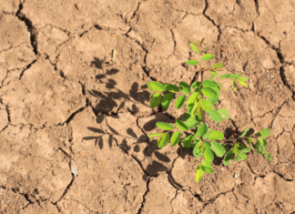 Alimentos bajo presión: Tuttofood presenta su «Manifiesto Alimentario» al Parlamento Europeo cambio-climático