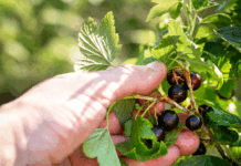 Foraging: cultura, tradició i connexió amb la terra foraging