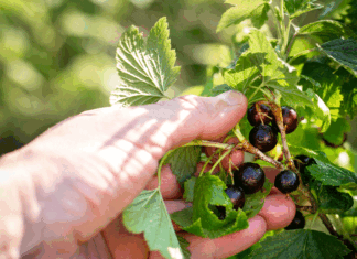 Foraging: cultura, tradició i connexió amb la terra foraging