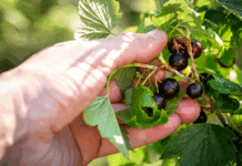 Foraging: cultura, tradición y conexión con la tierra foraging