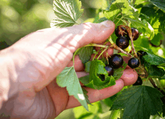 Foraging: cultura, tradición y conexión con la tierra foraging